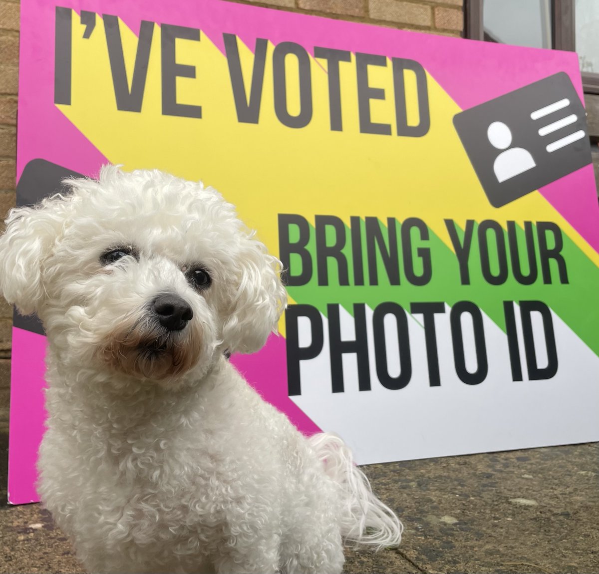 🐾 Molly tried bringing her 'Good Girl Certificate' to vote! 🐶 While her efforts are paws-itively adorable, remember, photo ID is what counts at the polls! 😄 Polling stations close at 10pm today (2 May), so you only have four hours left to vote!

#SwindonVotes