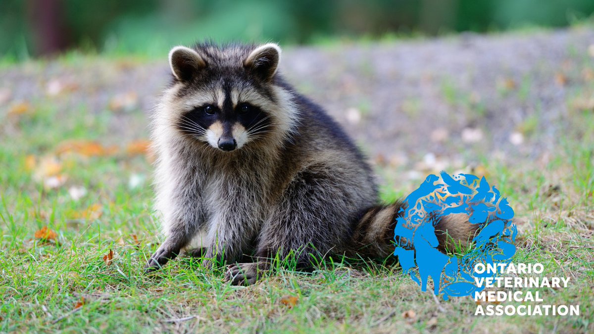 Since rabies is fatal and can be transmitted between humans and animals, all dogs, cats and ferrets three months of age and older in Ontario are required by law to be vaccinated against the disease. To learn more about rabies and your pet, speak to your veterinarian.