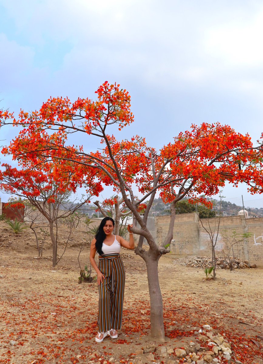 #NuevaFotoDePerfil Siempre hay flores para aquellos que quieren verlas...♥️ #Mayo2024 #flores #SéTuristaEnOaxaca