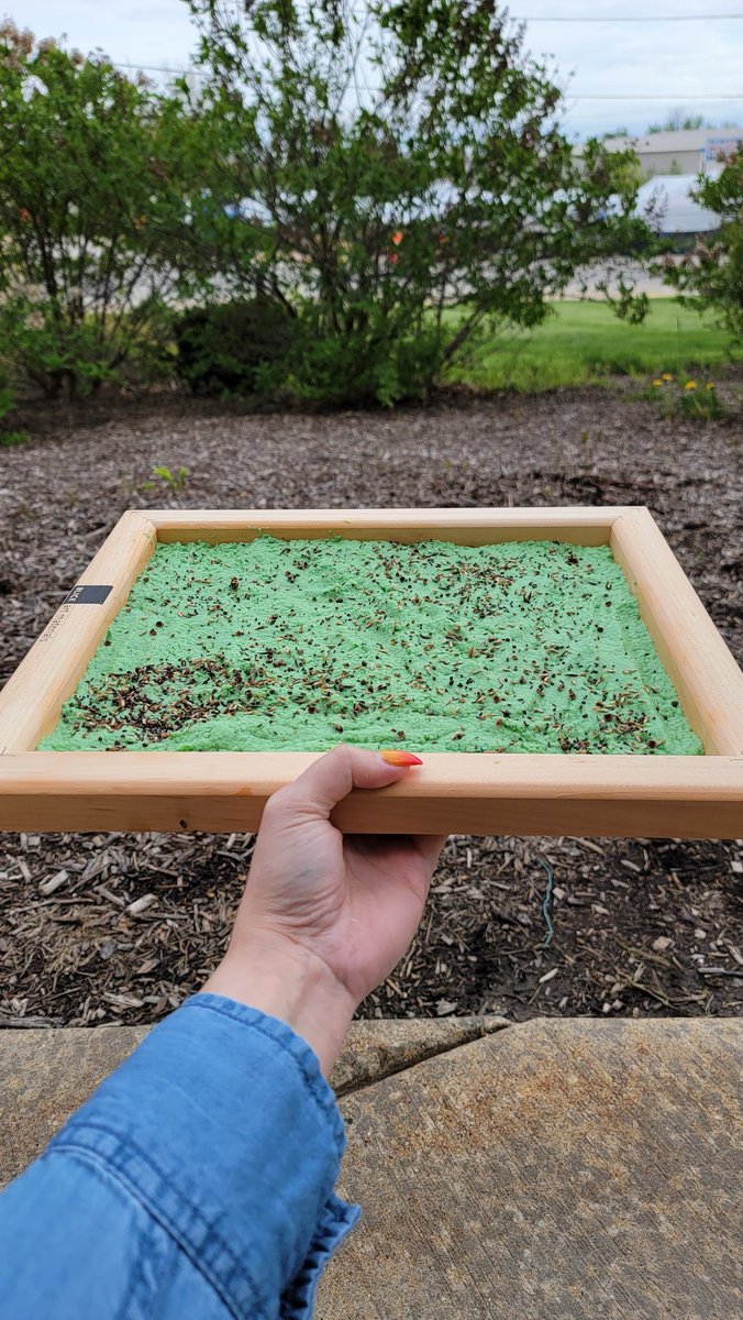 Reusing paper to make flower seed paper!