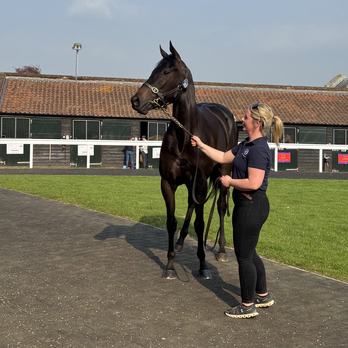 New top lot at the @Tattersalls1766 Guineas Breeze Up Sale as Lot 322, a 50% @GB_Bonus filly, sells for 180,000gns. 🔥 She was bought by Gr.1 winning trainer @BryanSmartRacin and top bloodstock agent @OStLawrence.