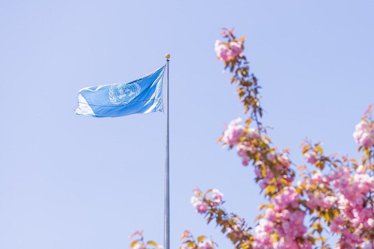 #DYK the official flag 🇺🇳 of the @UN was adopted in 1947? It contains the #UN emblem in white on a blue background. The emblem shows the world as 'seen' from the North Pole, surrounded by olive branches - a traditional symbol of #peace. #VisitUN