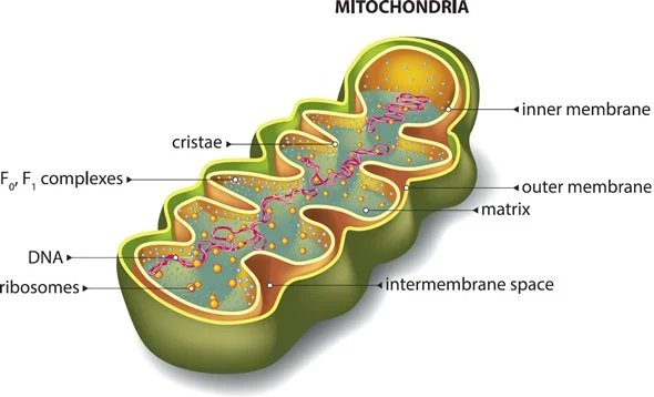 The more #mitochondria you have, the more ATP & energy you’ll be able to produce. As your body produces more mitochondria, it will also make more of the enzymes that break down #FAT, which can help make weight loss more efficient   
*Eat Meat & Fish 
*Aerobic exercise 
*Get Sun