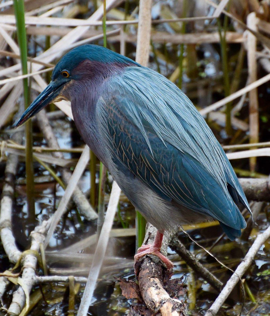 Beautiful Green Heron fishing at Fletcher Wildlife Garden. He was almost invisible standing amongst the rushes as he was well hidden & is about the size of a crow. #Ottawa #BirdWatching #StormHour #ShareYOurWeather @ThePhotoHour