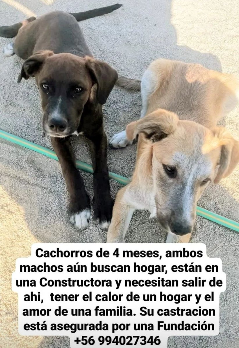 Por favor necesitan un hogar, están en una constructora en san miguel,son cachorros. #ALERTA  #sanmiguel  #cachorros  #adopta