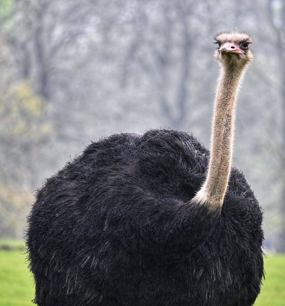 A Photo A Day For May: Could this be the meanest face on the safari trail?!... 🗯 @Woburn_Safari #ostrich #safaripark #daysout #retirement #nikonz50