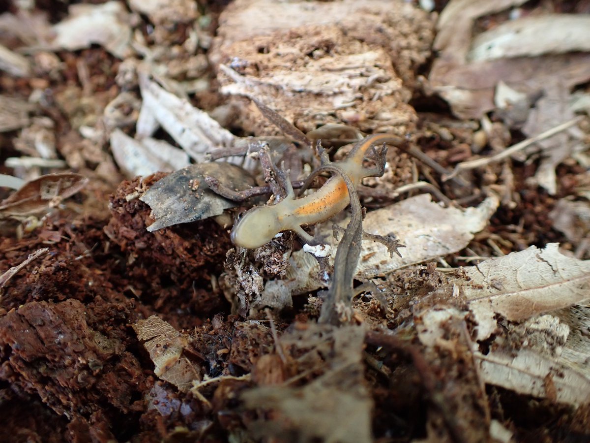 Bawsinch today, so confused with these Newts! Thinking this is Palmate Newt, Lissotriton helveticus; 2 individuals, 1 with square-shaped back mentioned in book & t'other pink/whitish unspotted throat. What do you think @NAHarmsworth? @wildlife_info @ScotWildlife @EdinburghNats