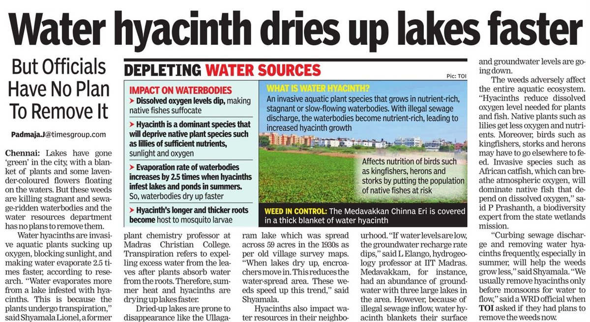 Water hyacinths are drying up lakes faster- 2.5x more than normal evaporation, says research. Almost every lake or pond you visit in #Chennai, these invasive weeds dominate. 

Water resources department has no plans to remove hyacinths from the waterbodies at all during summer.…