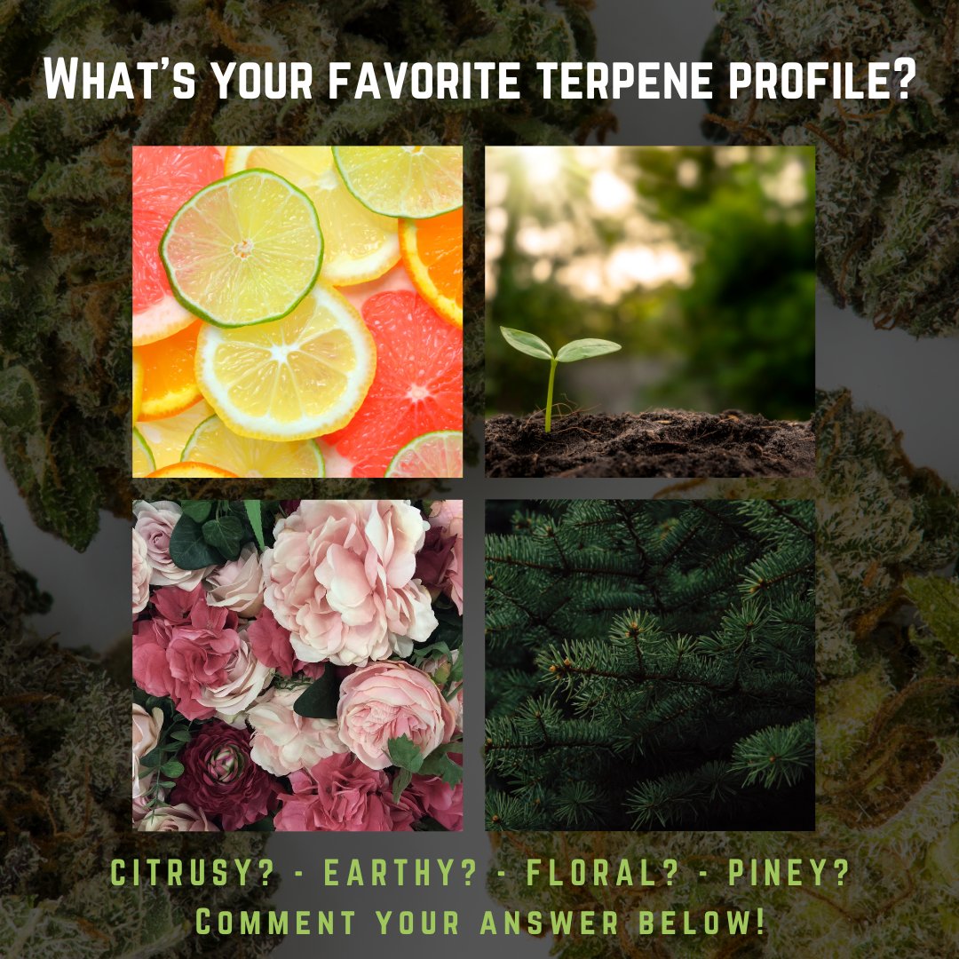Plenty of tastes and smells that everyone is sure to enjoy 💚

#funchoices #terpenes #happyvibes #flavor