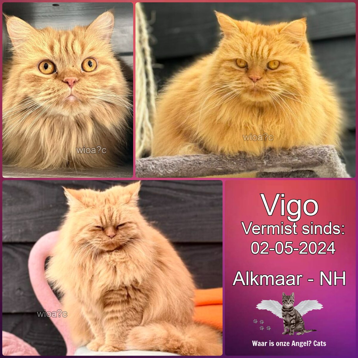 Vigo #Vermist sinds 02-05-2024 te #Alkmaar #NoordHolland #Nederland 

facebook.com/photo/?fbid=73…