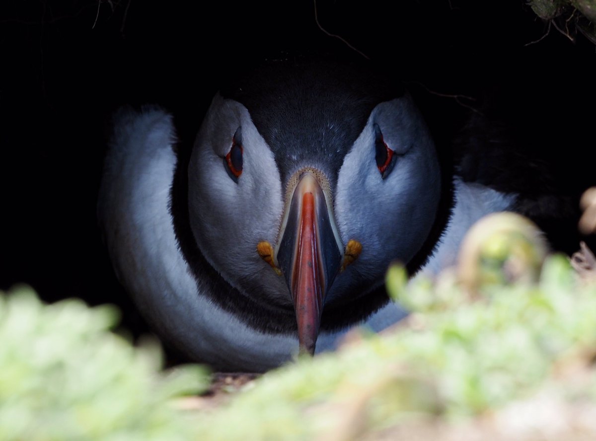 Puffin peering out from its burrow on @skomer_island. 

@PembsBirds @birdsinwales @WTSWW