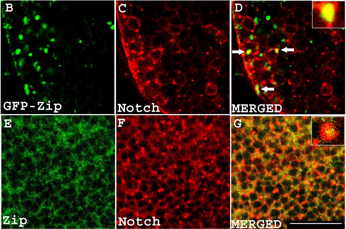 Spotted 🔎 in @SpringerCellBio: Researchers from @bhupro used DSHB's anti-notch, intracellular domain [C17.9C6] mAb in their research on the regulation of notch signaling in drosophila. 🪰 #AntibodiesForResearch

📄tinyurl.com/y9jnd9ky

🧫dshb.biology.uiowa.edu/C17-9C6