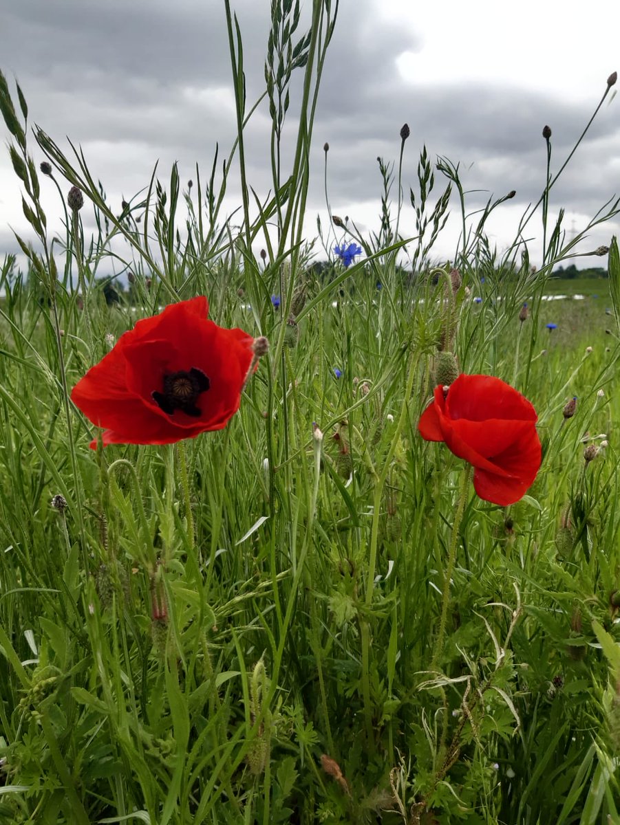 glaubeweiter's tweet photo. Durch die #sonnigen #warmen #Tage ist der #Klatschmohn #aufgeblüht Leuchtend #rote #Punkte im satten #Grün der #Felder Eine #Pflanze voller #Geheimnis und #Symbolik -  #Schönheit und #rasche #Vergänglichkeit haben #Dichter #Maler und #Musiker aller #Zeiten #inspiriert https://t.co/en68XoTCvn