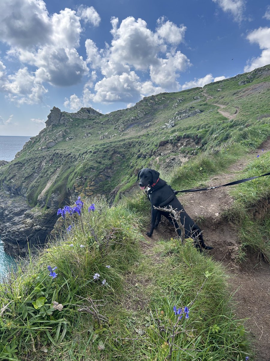 Great dog walking weather, Tilly enjoying the view. #Cornwall #Dogwalks