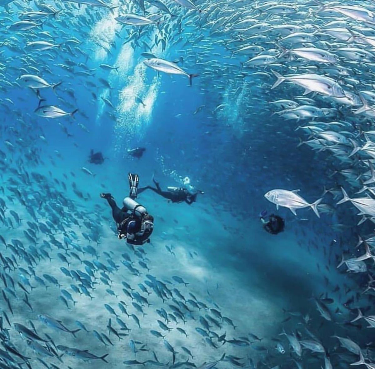🐟 Cabo Pulmo, en el municipio de #LosCabos, es un destino popular para explorar su mundo acuático; un lugar único, rico en vida marina e ideal para practicar snorkel, buceo y observación de la naturaleza. 

 ¡Un tesoro de #BajaCaliforniaSur! ✨