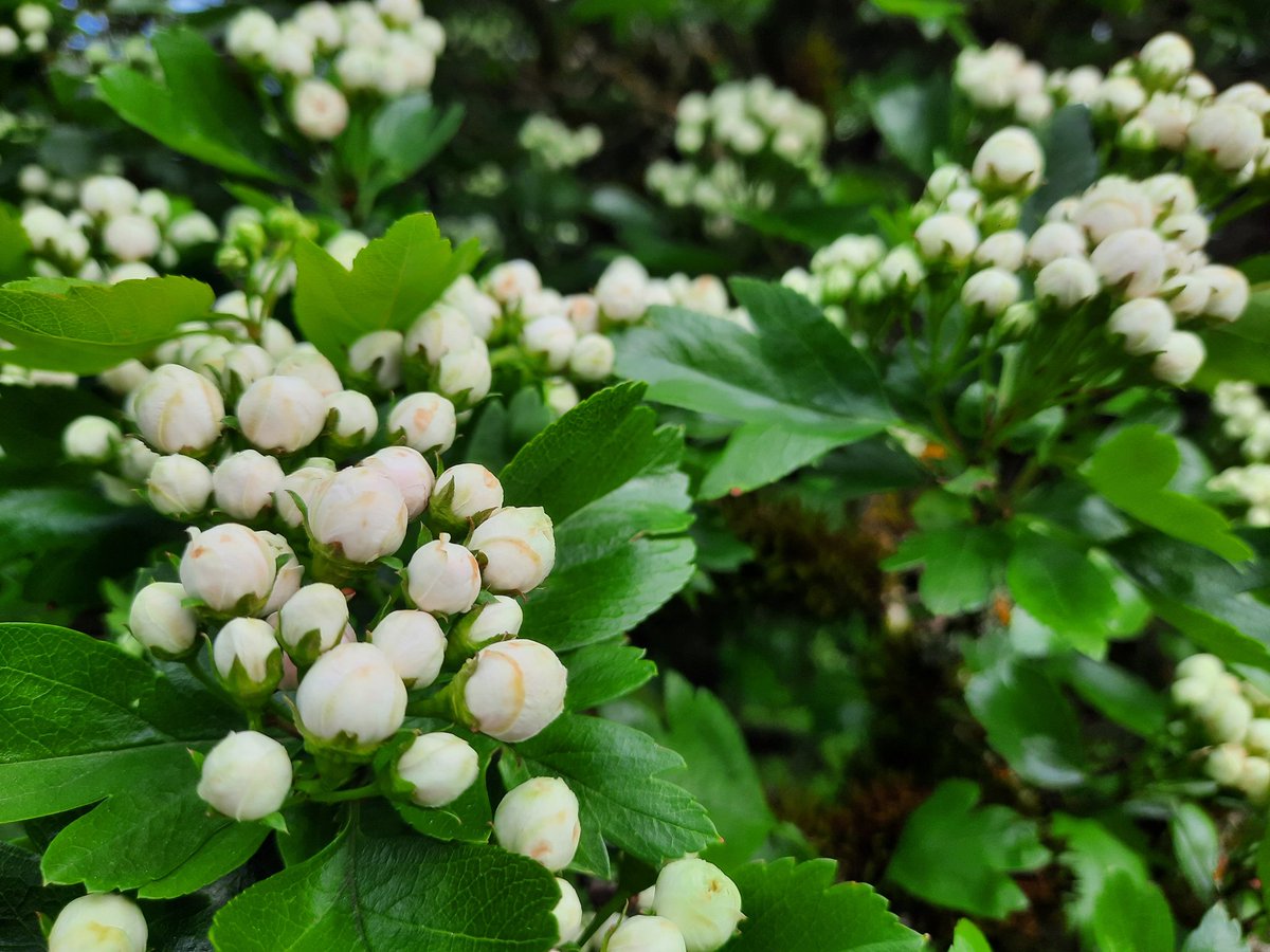 #fridayFlowers on Thursday, pre-bloom; guess we'll wait one more day.... ;)