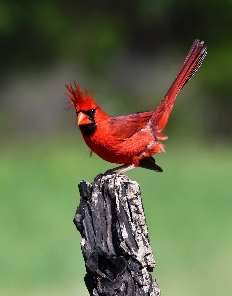 #TwitterNatureCommunity #naturephotography #birdphotography #twitterphotography #wildbirdphotography #nikonphotography #beautifulbirds
Northern Cardinal...................................Oklahoma.