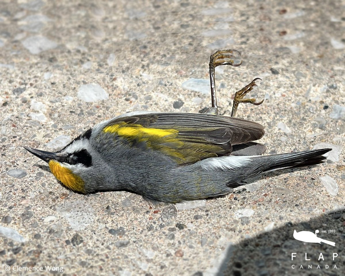Yesterday, despite a slow day in Markham for bird collisions, FLAP volunteers Clemence and Ciara found this Golden-winged Warbler. 

A species at risk, and a bird that we don't find often, this male is just 1 of 10 recorded by FLAP volunteers on the GBCM since the 90s.
