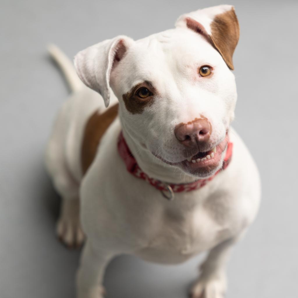 Urgent: Everly needs to leave the shelter. Please Share! Everly urgently needs your assistance to find a place where she can finally feel secure. The shelter environment, with its constant noise and activity, has taken its toll on Everly and she is struggling to cope.