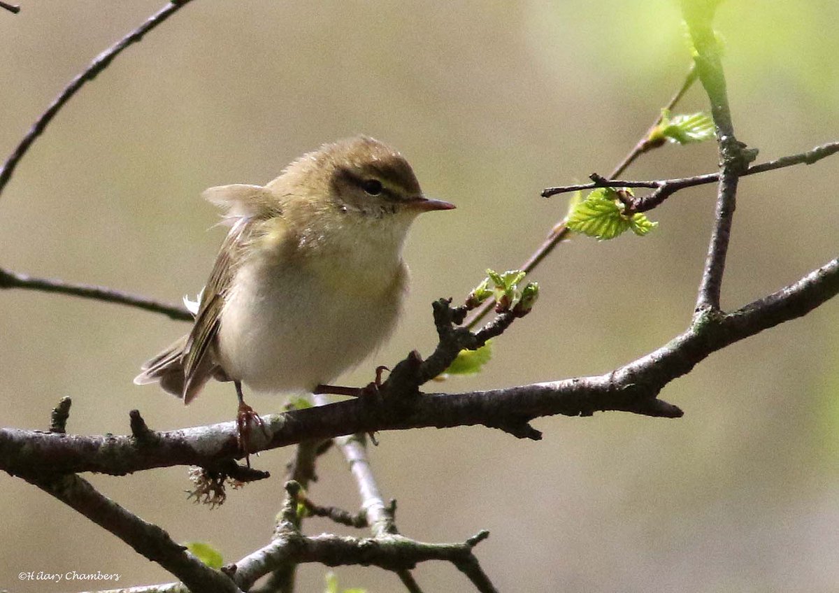 Pied Flycatcher and Willow Warbler from yesterday @DurhamBirdClub