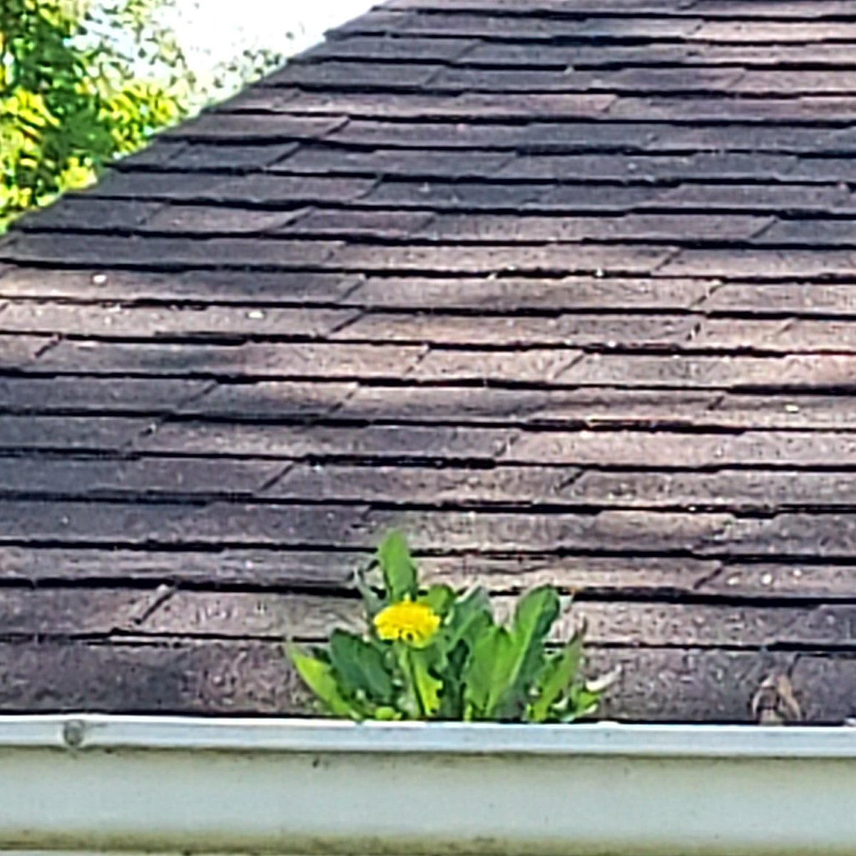 My neighbor's son comes over to mow their yards. He's got all the noise toys. Blower, weed eater, chainsaw, etc. and he does love using them all. Everything gets shaved. But I love how nature pulled one over on him!