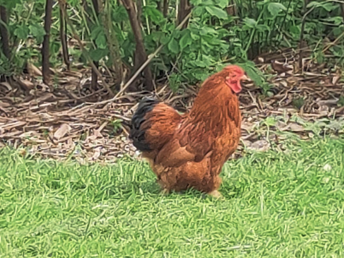 Henrietta, the Penwortham attack Hen is still lurking on the green near Blackthorn Drive. 
Just finished off a fox that thought he could take it on, and totally demolished a couple of crows that were picking on it earlier. 
Anyone admit to owning it?