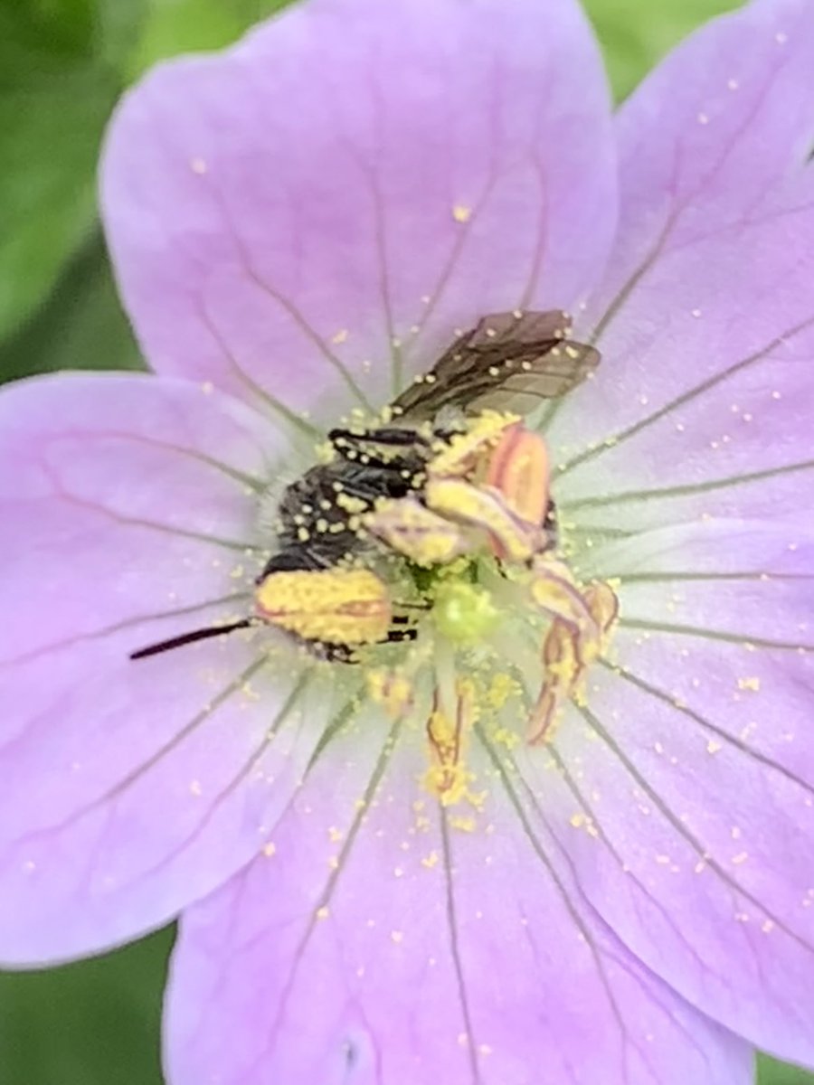 Flowers in my yard #nativeflowers #nativebee #wildbackyard #biodiversity #conservation