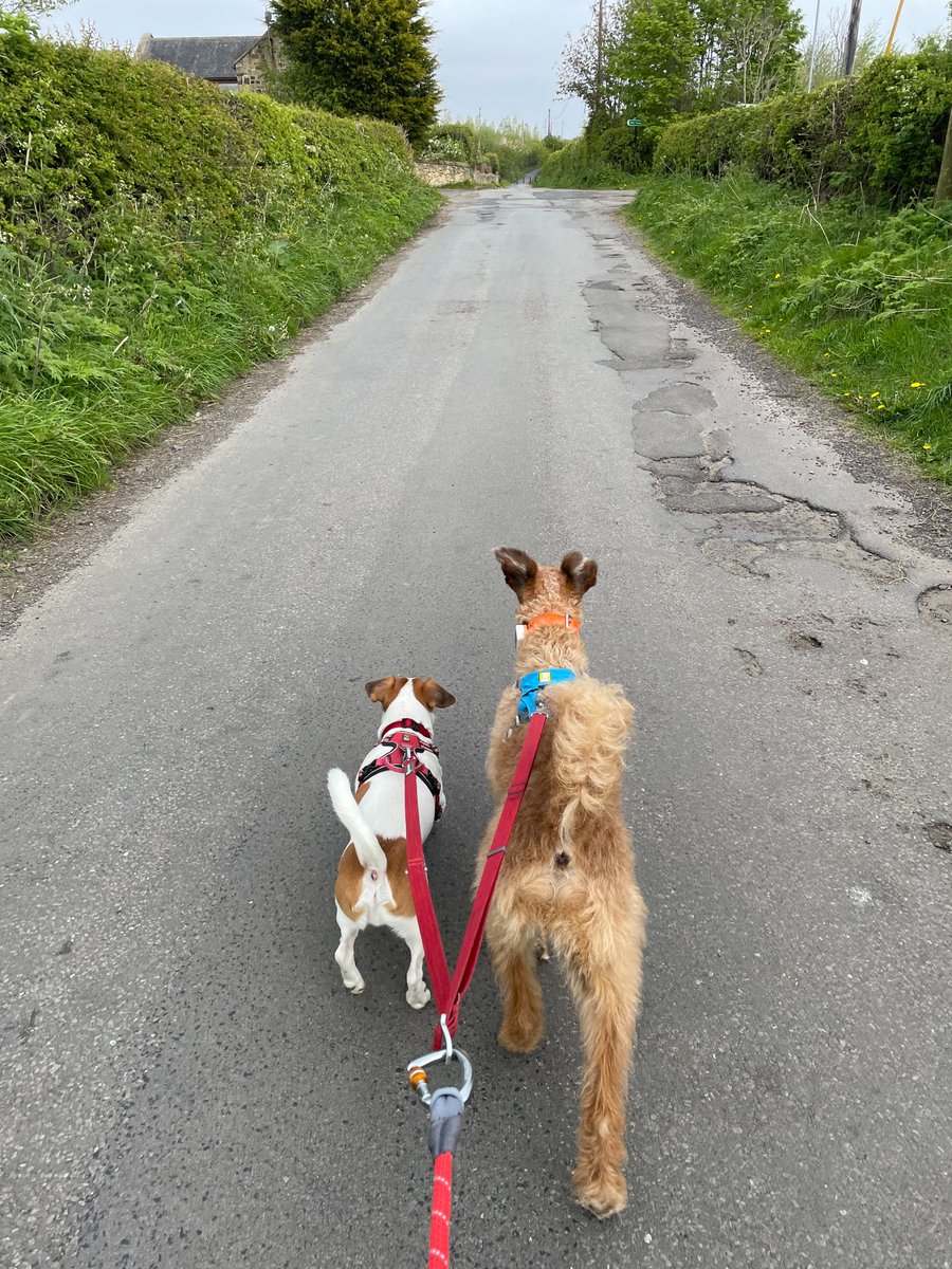 Hey @bemorebob2 pal! We had a guest today and tried something new. Walking two terriers (even small ones) is challenging and I was always entangled in leads. I used our @ruffwear switchbak as a connector with Knot-a-Long and it worked great! Well... it mostly did... 
🦮🦮🐾😅