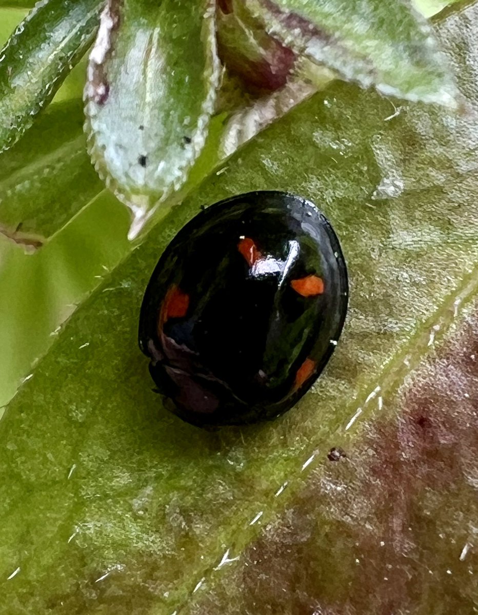 Adding to my Ladybird 🐞 collection! Lovely tiny black Pine Ladybird in the garden 😀 So Shiny too! I like this one 🤘#ladybirds #beetles @ColeopSoc