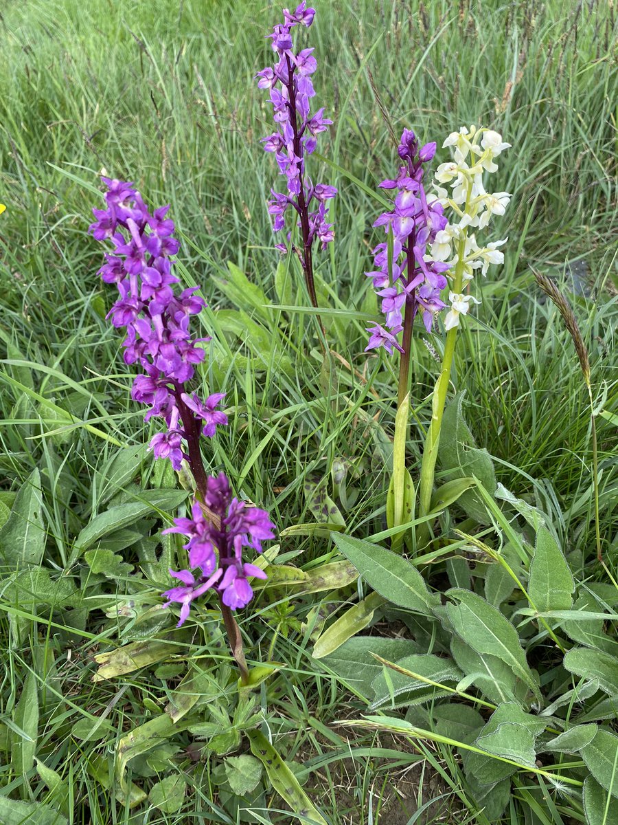 SuburbanMeadow's tweet photo. Beautiful patch of Early Purple Orchids (I think) on a Kent Weald verge yesterday. @ukorchids #orchids @BSBIbotany #wildflowerhour #wildflowers https://t.co/DzhUIUwG0l