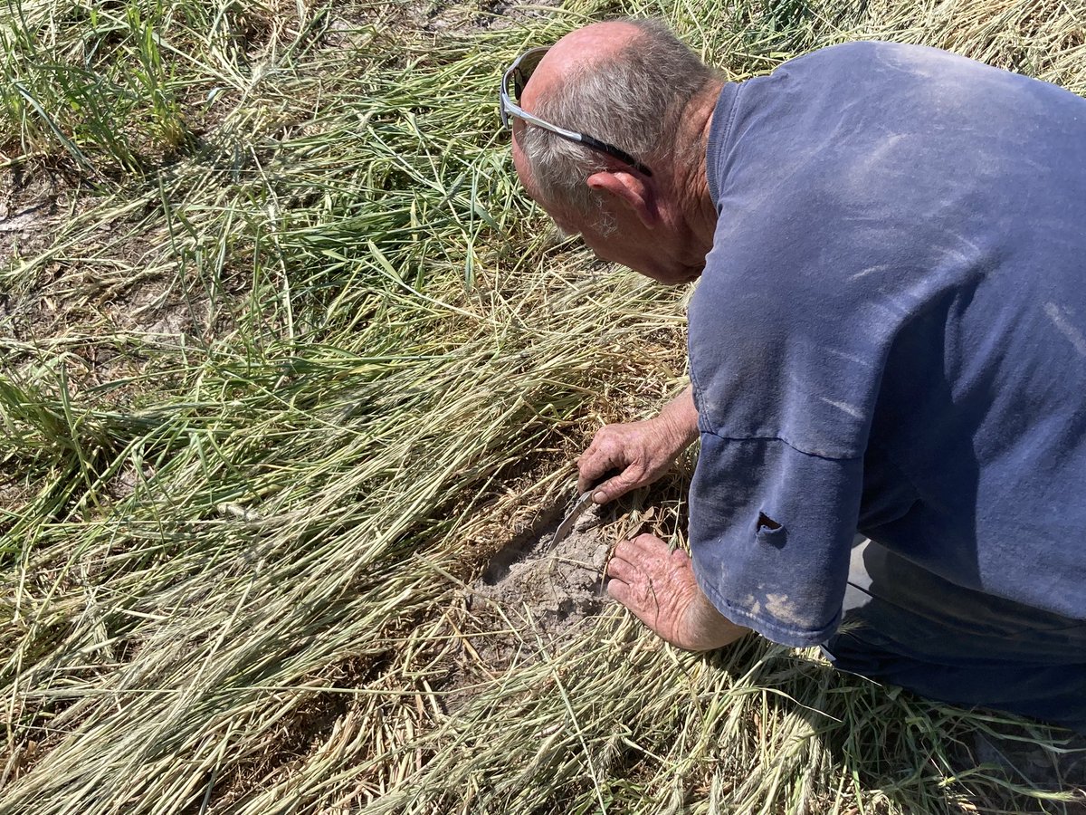 Al Wood (@aewood73) on Twitter photo This is what the rye & hairy vetch cover crop  looks like after being rolled (cover crop rolled may have been a little earlier) and planted 4/29 with corn.    Looks great.  Now let’s see how the corn performs. This is what the rye & hairy vetch cover crop  looks like after being rolled (cover crop rolled may have been a little earlier) and planted 4/29 with corn.    Looks great.  Now let’s see how the corn performs.