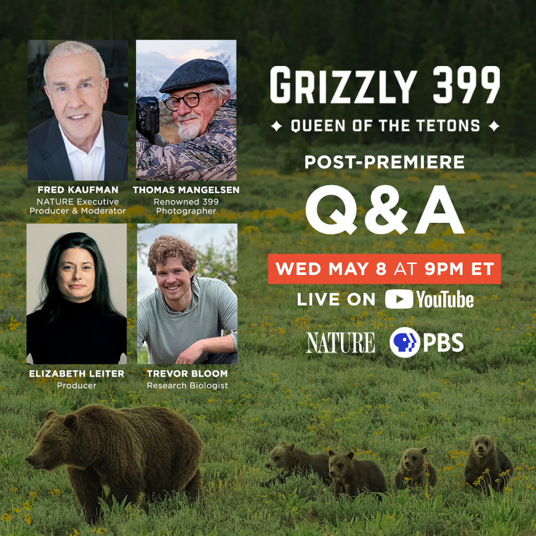 Join us for a special LIVE post-premiere Q&A with the filmmakers and experts from Grizzly 399: Queen of the Tetons.

Subscribe and watch the panel LIVE on YouTube on Wednesday, May 8 at 9 pm ET: ow.ly/GMiq50RtYXF #NaturePBS