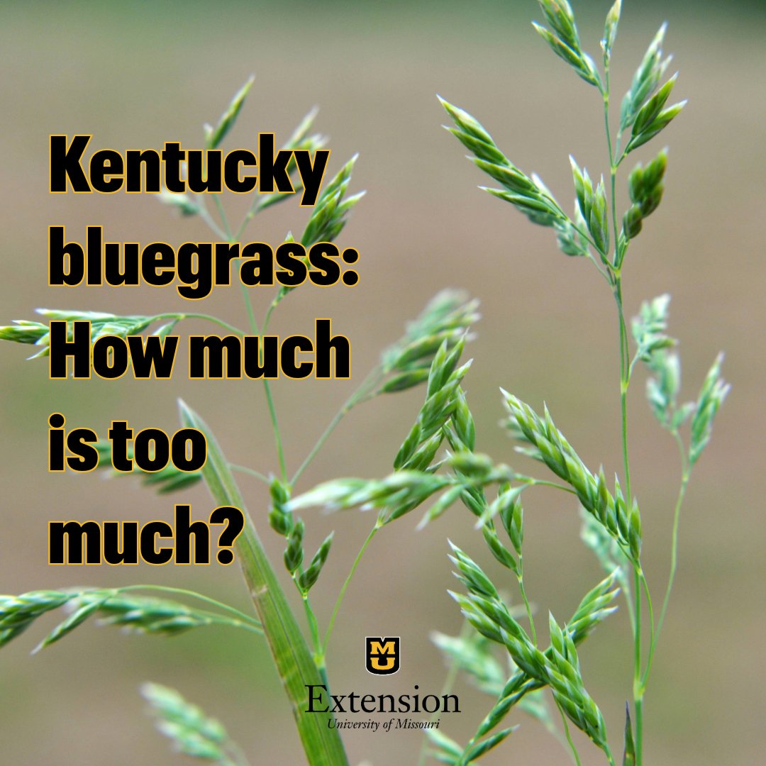 Kentucky bluegrass is one of the earliest grasses to produce a seedhead in the spring. While it is a great addition to forage mixtures, having an excess of this perennial cool-season grass can actually limit production. Get the pros and cons: extension.missouri.edu/news/kentucky-…