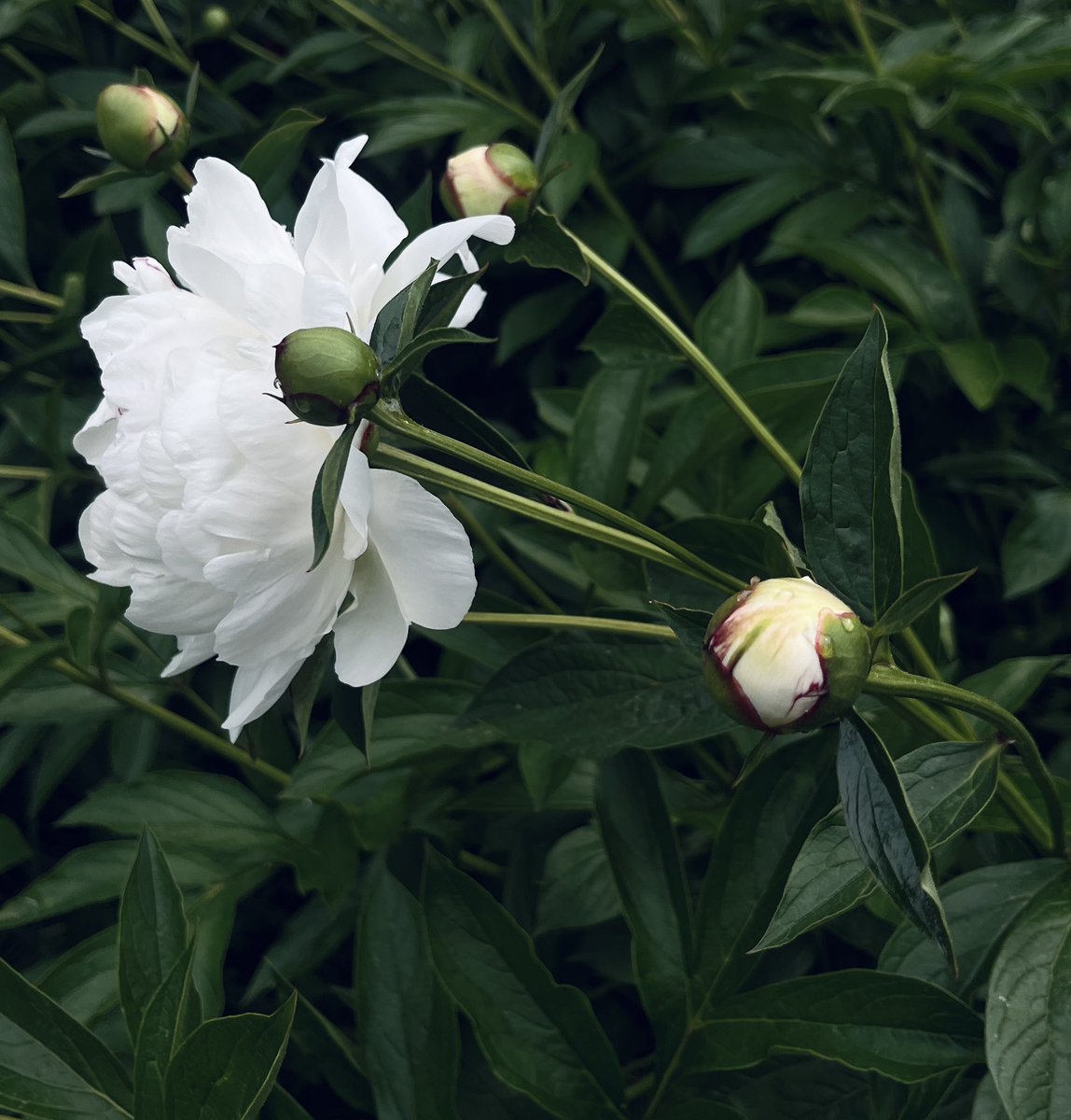 Recent flowers 💐 Really enjoy photographing flowers.