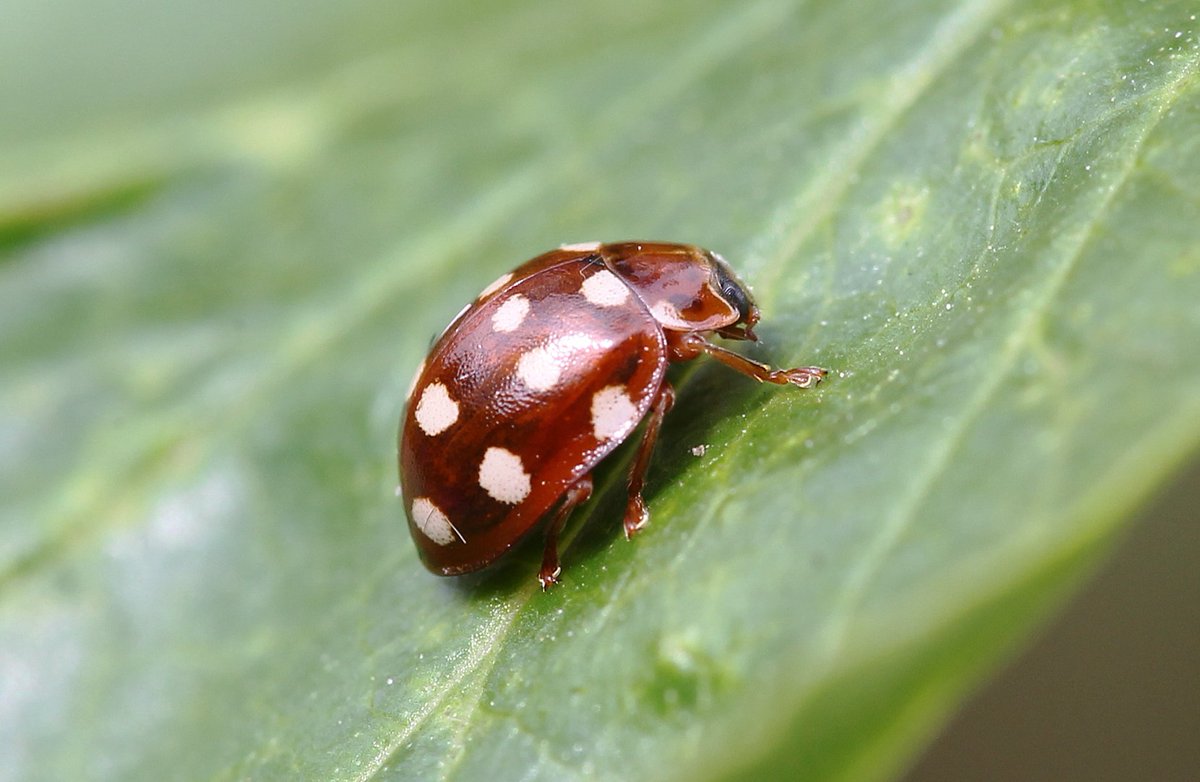 Cream-spot Ladybird - Calvia quatuordecimguttata (Nuneaton,Warks 2/5/24)