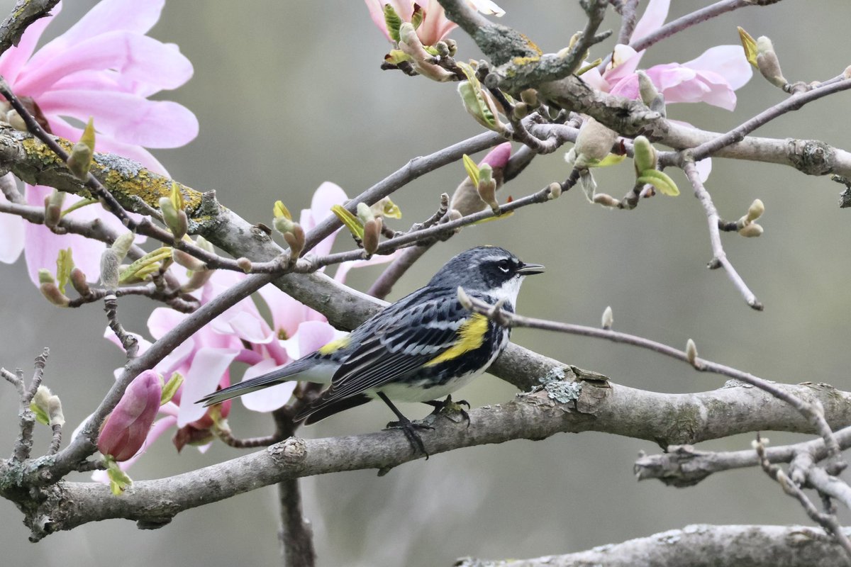 Love this magnolia tree when it blooms at the Arboretum. Spotted a sweet yellow rumped warbler in it also! 🐦🌸#springmigration #Stormhour @ThePhotoHour