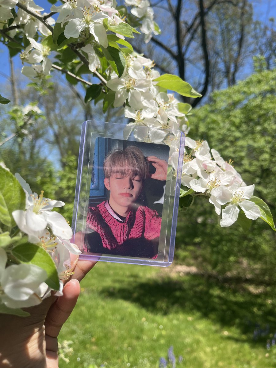 #flowersforhaohao took hao outside during my study break + some miscellaneous flower photos from my camera roll 🥰