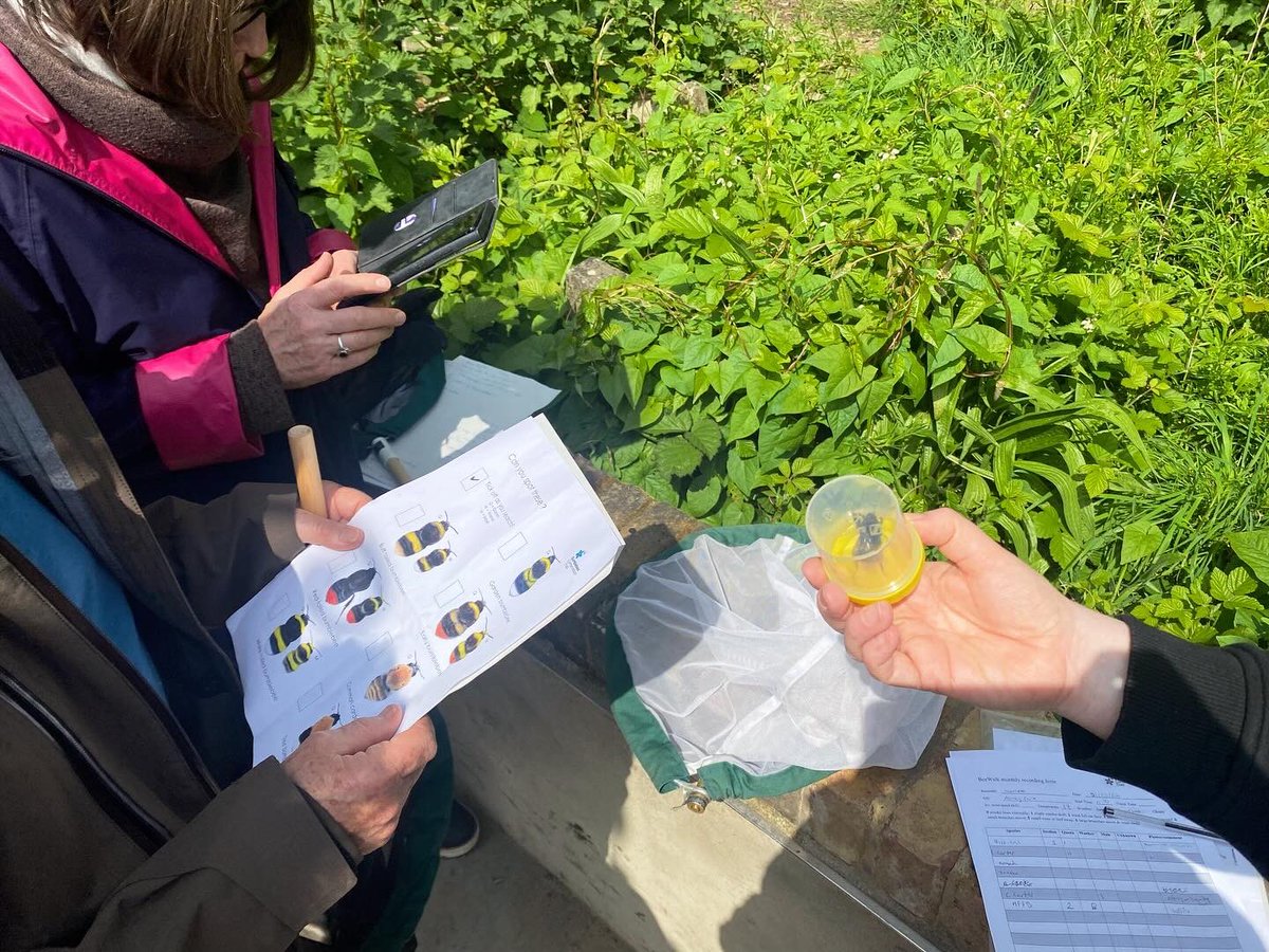 🪦 We’ve had the pleasure of working at two of ‘The Magnificent Seven’ Cemeteries in London this week! 🪦 We ran bumblebee ID training at Tower Hamlets Cemetery, and set up a BeeWalk at Abney Park Cemetery with the nature volunteers. @BumblebeeTrust @FoTHCP @abneyparkvolunteers