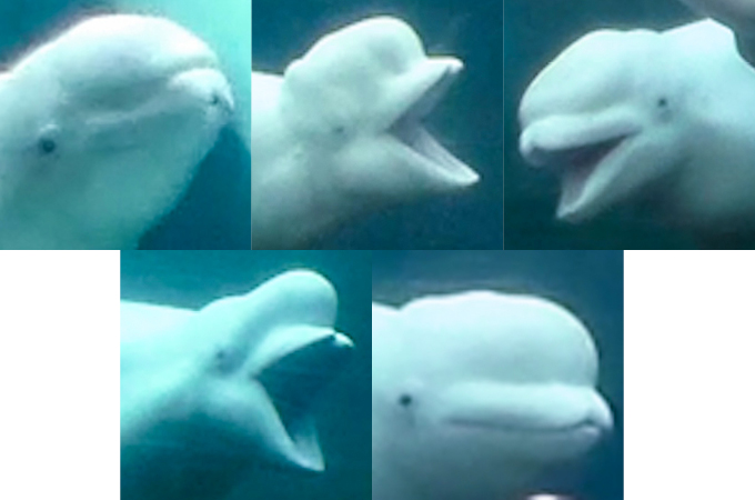 Belugas make at least five distinct shapes with their melons, researchers say. Four of the shapes are shown in this lineup. Top row, from left: flat, lift, press. Bottom row: push and no shape. sciencenews.org/article/beluga…