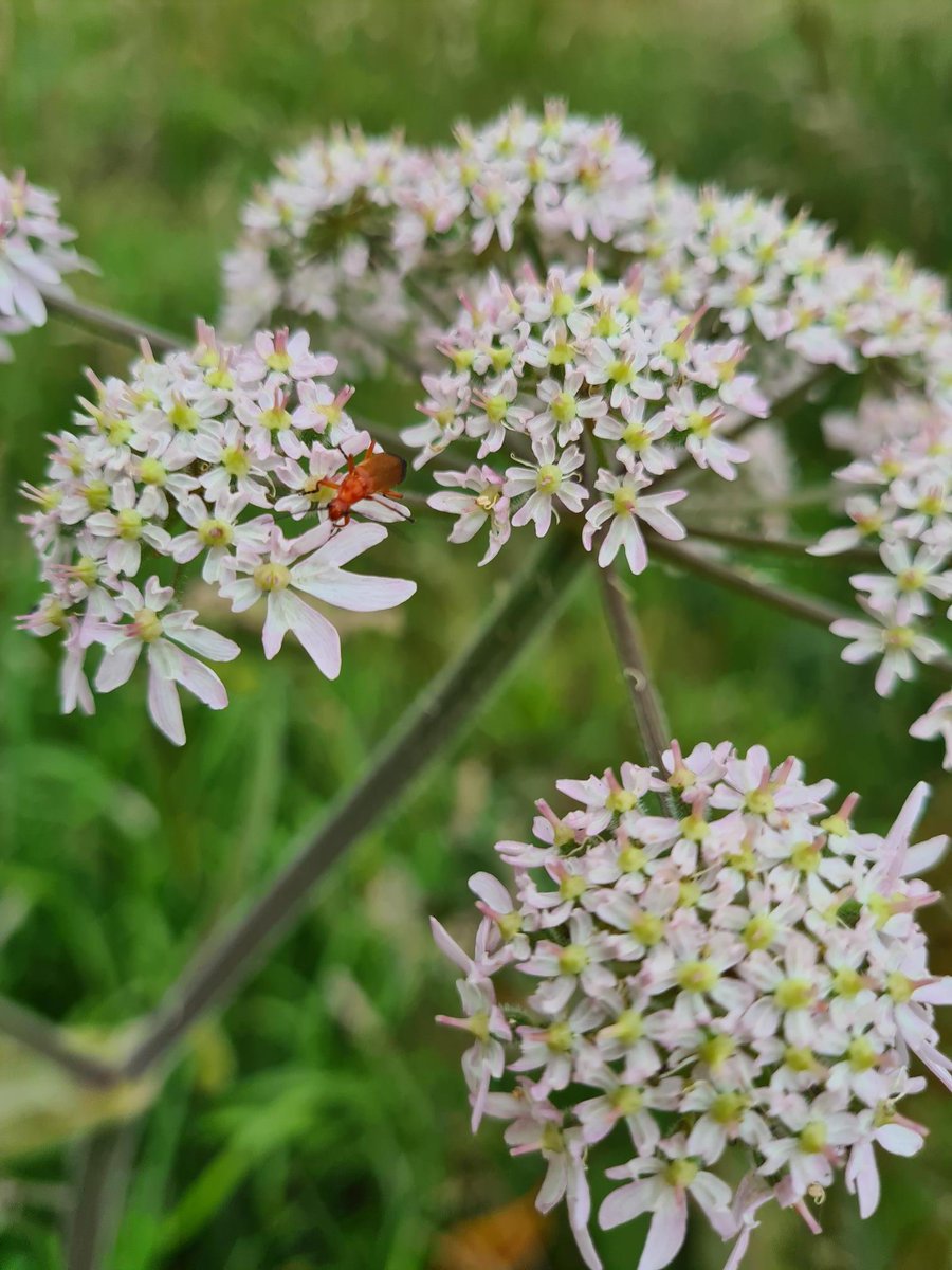 Northern Roots is recruiting for a Ranger! £25K, 12 month FTC, closes May 20th.

northern-roots.uk/jobs/

Got conservation & landscape management skills? Interested in joining a small, dynamic team working on a 160-acre urban greenspace in #Oldham? We'd love to hear from you.