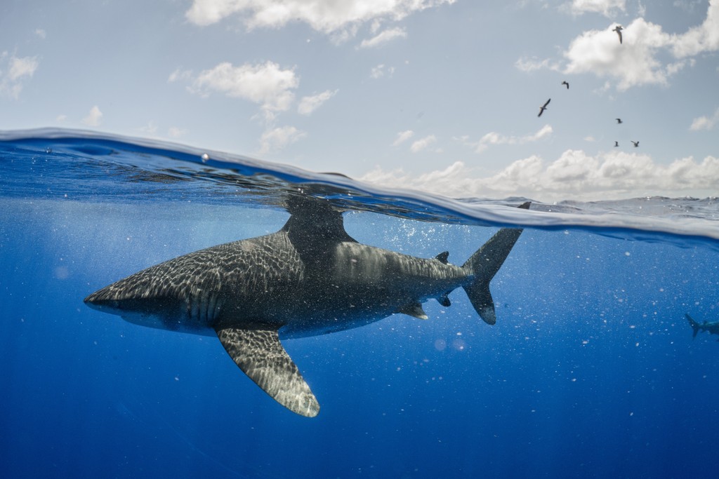 Learn how marine protected areas can restore our global ocean here: sealegacy.org/marine-protect… 📸 by @andymannphoto #ocean #nature #shark #oceanprotection