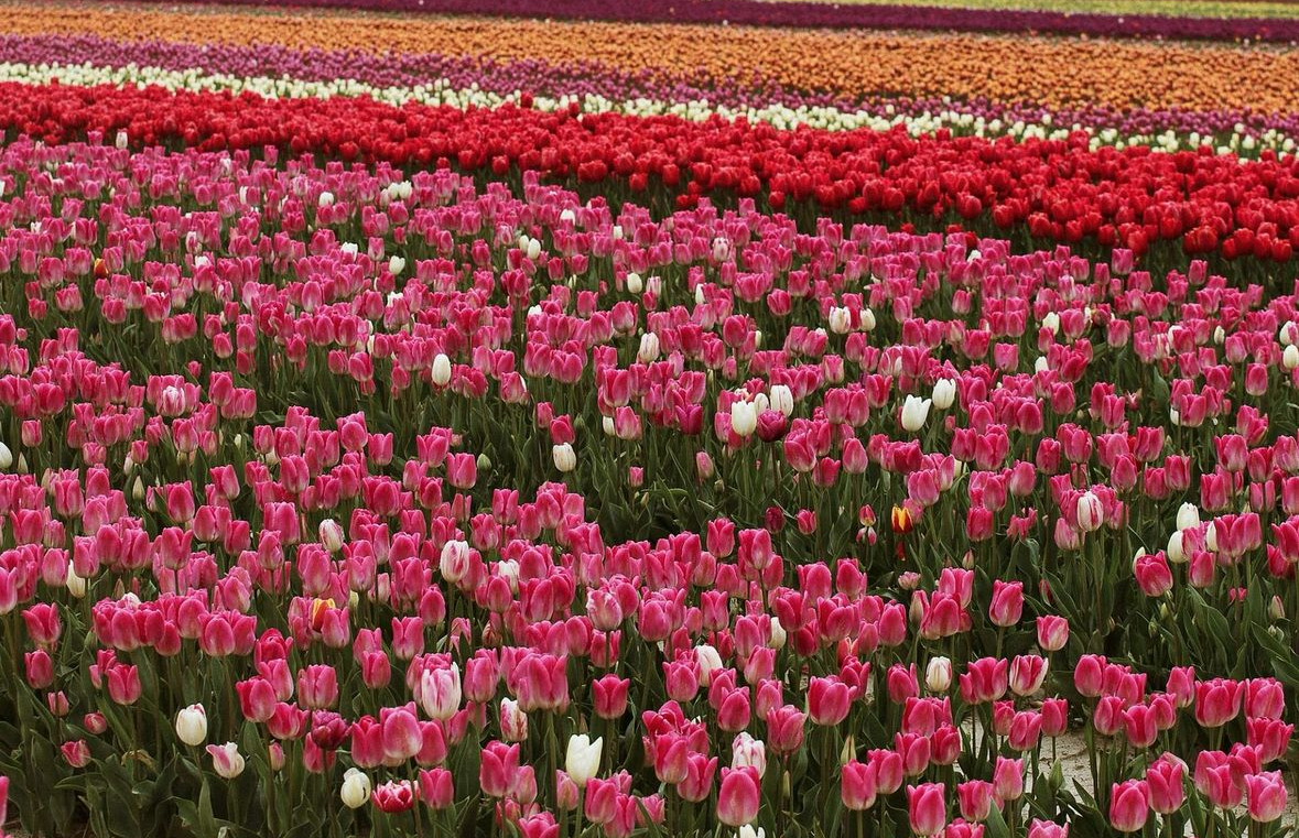 Harrison Tulip Festival is in full swing. Temperatures will get up to 19 degrees this week. Consider a visit🌷: straight.com/living/flower-…