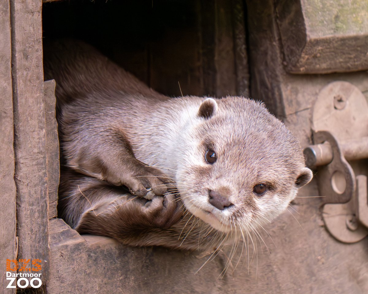 Who's feeling otterly fantastic? This guy right here! 🦦 📷 Marketing KIra #DartmoorZoo #DZS #Devon #Otter