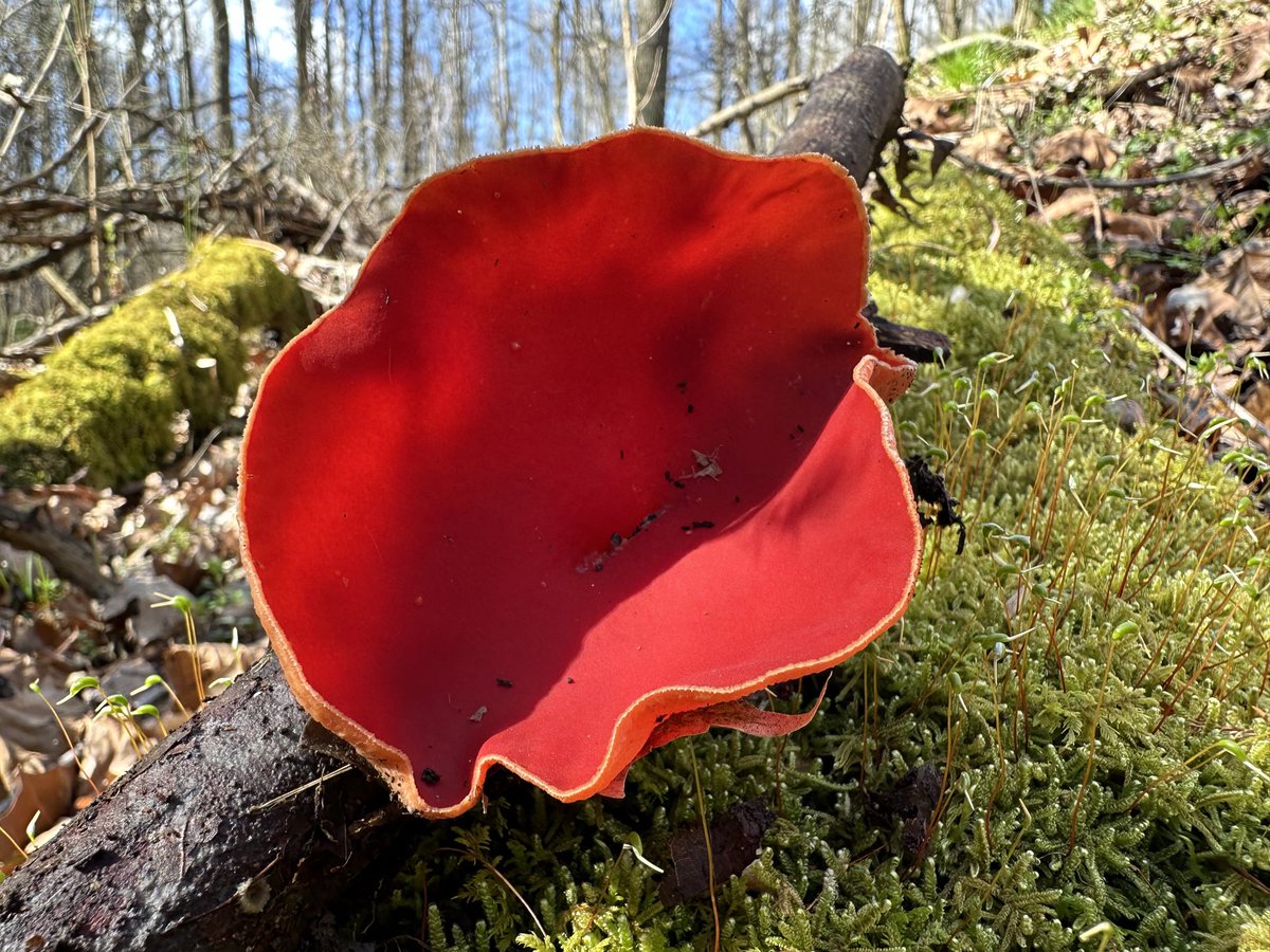 Who’s following me for the fungi? Here’s a scarlet elf cup I found back in March!