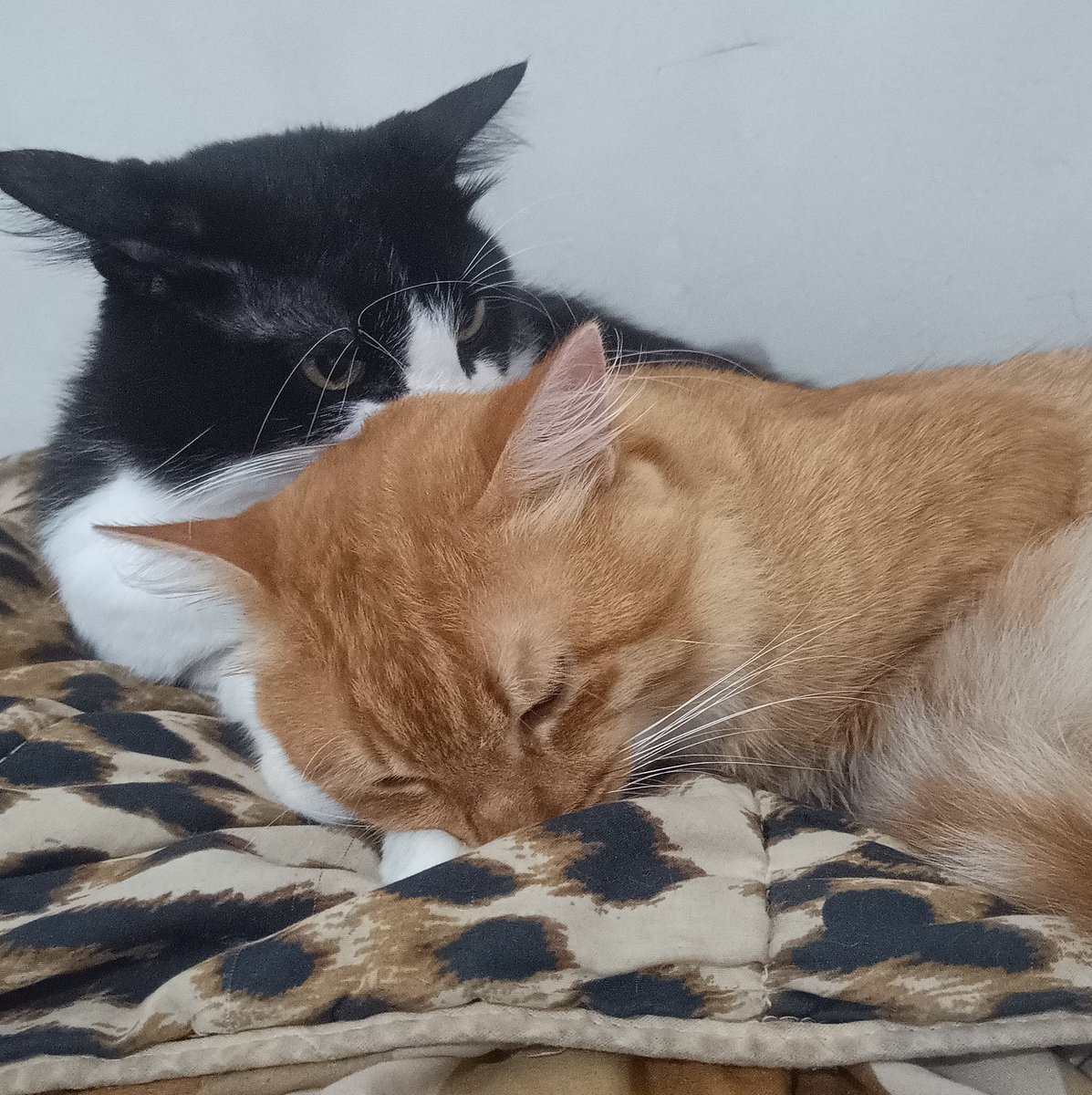 Trinitty tweet media