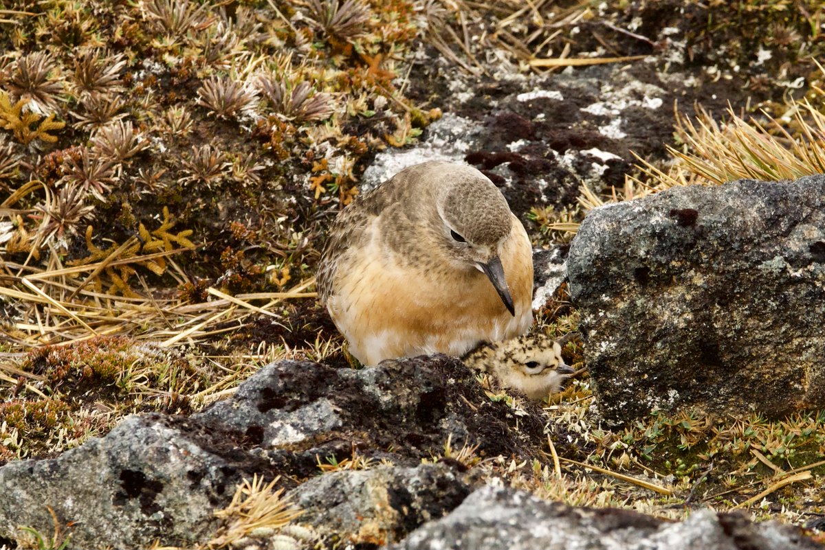 Southern New Zealand dotterels decline by 19 per cent. One of New Zealand’s rarest birds has suffered another blow due to ongoing predation by feral cats. Find out more here: bit.ly/3Uspg30