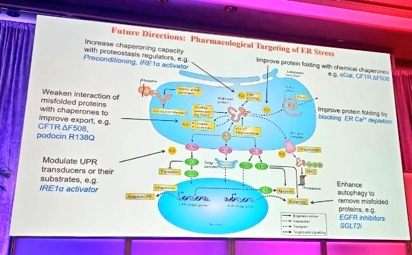 Pharmacological strategies targeting ER stress in glomerular diseases by Dr. Andrey Cybulski at #CSNAGM @CSNSCN