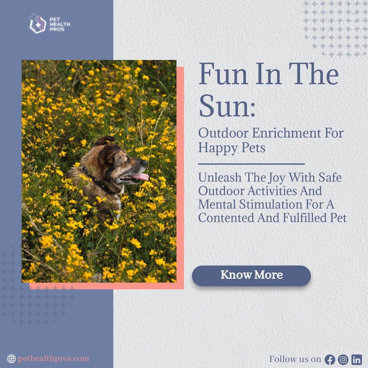 The importance of environmental enrichment for pets cannot be overstated. Just like humans, pets need stimulation and variety in their lives to stay happy and healthy.