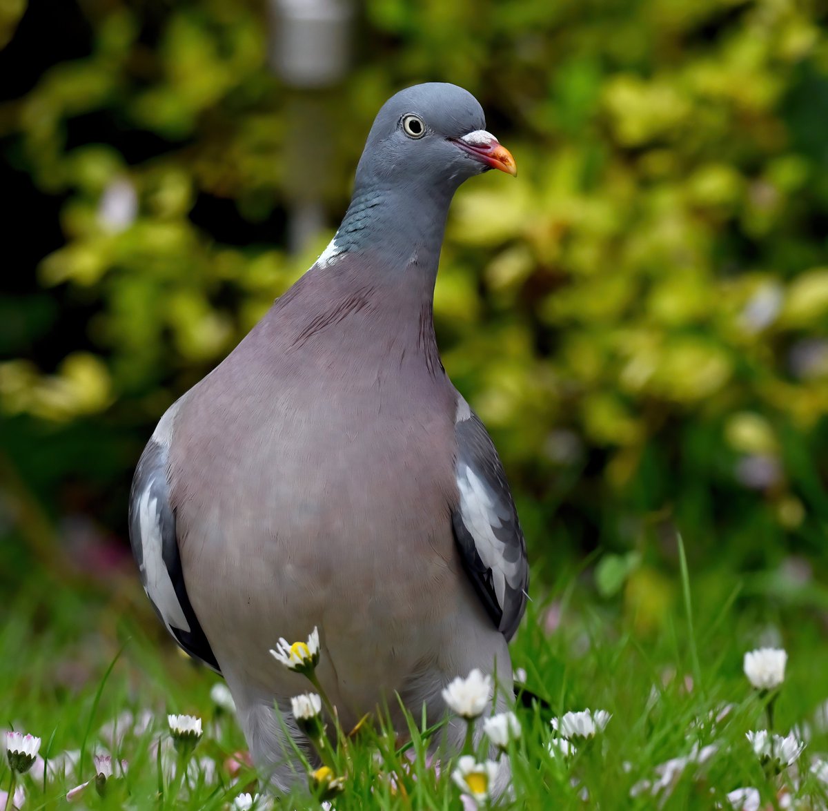 Inquisitive Woodpigeon in my Somerset garden. 😊 Taken through my cat-flap. 😁🐦