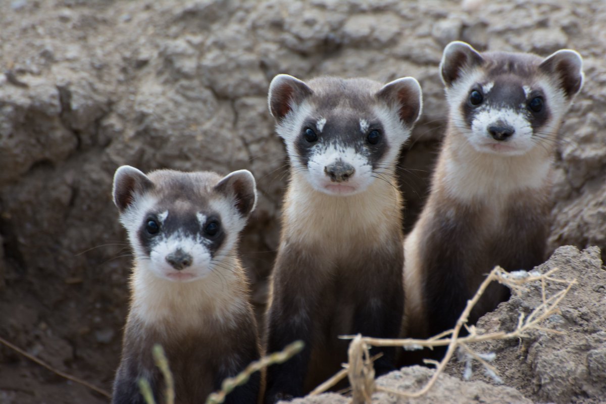 #TBT: Looking back on this conservation win!
The Trilateral Committee, involving the U.S., Mexico & Canada, has been successful in their black-footed ferret recovery efforts. Together, we're helping restore the grasslands of western North America. 

More: ow.ly/29n150Rvgrq